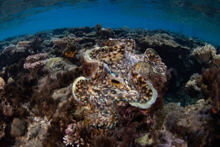 Une palourde géante colorée, Tridacna squamosa, s'est développée sur un récif corallien peu profond à Raja Ampat, en Indonésie. Il existe une variété d'espèces de palourdes géantes dans tout le triangle corallien..