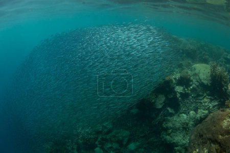 A thick school of silversides swims over a biodiverse reef in Raja Ampat, Indonesia. This tropical region is known as the heart of the Coral Triangle due to its incredible marine biodiversity.