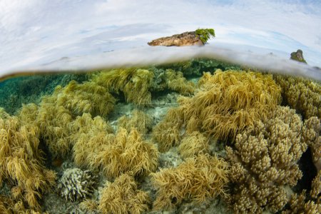 Korallen und Fische gedeihen in einem flachen, artenreichen Riff in Raja Ampat, Indonesien. Diese tropische Region ist aufgrund ihrer unglaublichen Artenvielfalt im Meer als das Herz des Korallendreiecks bekannt.