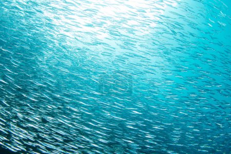 Ein dicker Schwarm Silberfische schwimmt über ein artenreiches Riff in Raja Ampat, Indonesien. Diese tropische Region ist aufgrund ihrer unglaublichen Artenvielfalt im Meer als das Herz des Korallendreiecks bekannt.