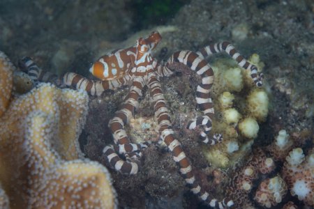 A Wunderpus octopus, Wunderpus photogenicus, swims across a coral reef in Raja Ampat, Indonesia. The distinct color pattern of each individual is unique within this species.
