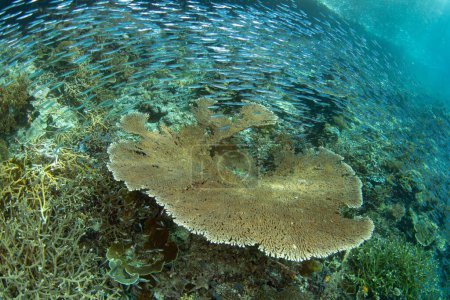 Korallen und Fische gedeihen in einem flachen, artenreichen Riff in Raja Ampat, Indonesien. Diese tropische Region ist aufgrund ihrer unglaublichen Artenvielfalt im Meer als das Herz des Korallendreiecks bekannt.