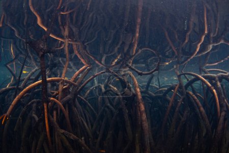Mangroven-Stützwurzeln reichen bis in die Untiefen einer Insel in Raja Ampat, Indonesien. Diese tropische Region ist aufgrund ihrer unglaublichen Artenvielfalt im Meer als das Herz des Korallendreiecks bekannt.