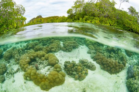 Umgeben von Mangroven gedeihen Korallen an einem flachen Riff in Raja Ampat, Indonesien. Diese tropische Region ist aufgrund ihrer unglaublichen Artenvielfalt im Meer als das Herz des Korallendreiecks bekannt.