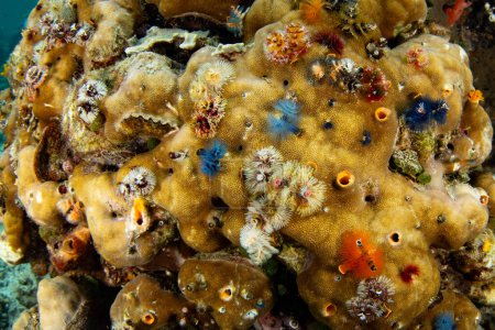 Foto de Coloridos gusanos de árboles de Navidad viven en un arrecife de coral en Raja Ampat, Indonesia. Esta región tropical es conocida como el corazón del Triángulo del Coral debido a su increíble biodiversidad marina. - Imagen libre de derechos