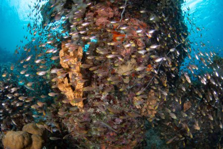 Cardinalfish swarm around a biodiverse coral bommie in Raja Ampat, Indonesia. This tropical region is known as the heart of the Coral Triangle due to its incredible marine biodiversity.
