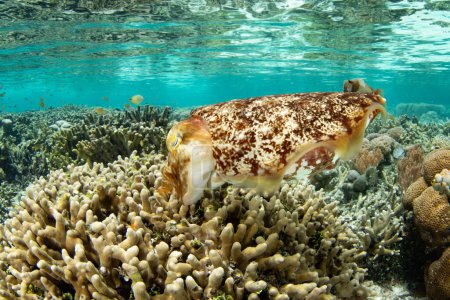 Una sepia Broadclub pone sus huevos en una colonia de coral poco profunda en Raja Ampat, Indonesia. Esta región tropical es conocida como el corazón del Triángulo del Coral debido a su increíble biodiversidad marina.