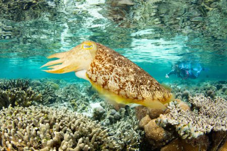 Ein Broadclub-Tintenfisch legt seine Eier in einer Flachkorallenkolonie im indonesischen Raja Ampat ab. Diese tropische Region ist aufgrund ihrer unglaublichen Artenvielfalt im Meer als das Herz des Korallendreiecks bekannt.