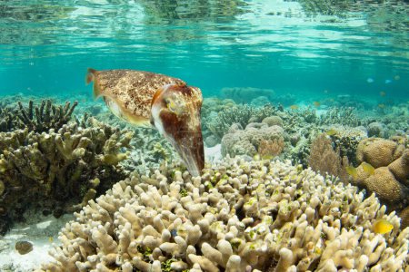 Ein Broadclub-Tintenfisch legt seine Eier in einer Flachkorallenkolonie im indonesischen Raja Ampat ab. Diese tropische Region ist aufgrund ihrer unglaublichen Artenvielfalt im Meer als das Herz des Korallendreiecks bekannt.