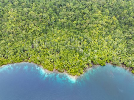 Flache, gesunde Korallen gedeihen am Rande eines Mangrovenwaldes in Raja Ampat, Indonesien. Diese Region beherbergt viele Mangroven, die Lebensraum für viele Fischarten und wirbellose Tiere bieten.
