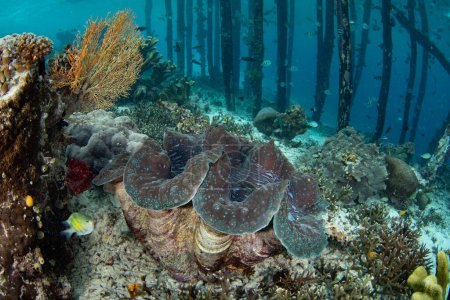 Una almeja gigante, Tridacna gigas, crece en un arrecife de coral saludable en Raja Ampat, Indonesia. Esta es la especie más grande de almeja gigante y es buscada por su carne. Se considera una especie en peligro de extinción.