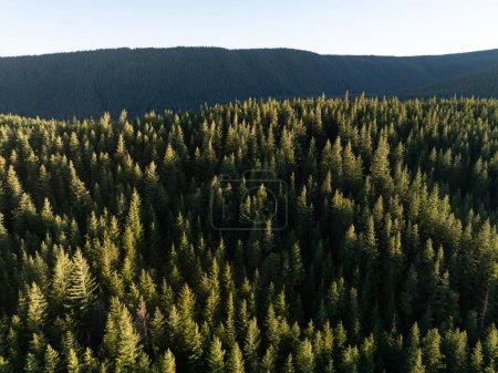 La luz solar ilumina un bosque saludable de Oregón en el Bosque Nacional Mount Hood. La región noroeste del Pacífico es conocida por sus vastos recursos forestales.