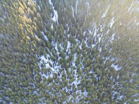 Sonnenlicht erhellt einen gesunden Oregon-Wald im Mount Hood National Forest. Der pazifische Nordwesten ist für seine riesigen Waldressourcen bekannt.
