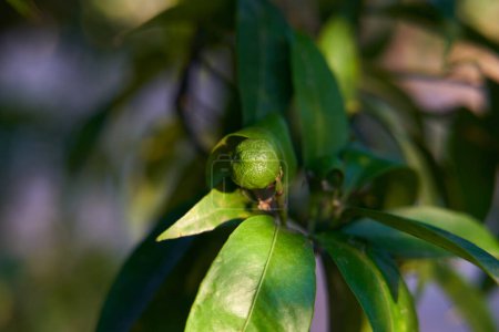 Nahaufnahme einer kleinen grünen unreifen Clementine am Zweig in der Sonne. Die Zitrusfrüchte sind isoliert mit einem unscharfen Hintergrund.