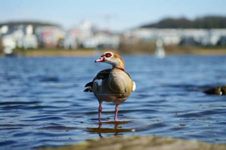 An Egyptian goose at a lake. The Egyptian goose belongs to the genus of semi-geese. It is of African origin and lives on lakes and rivers.