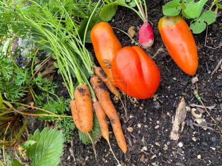 Urban Gardening in der Stadt auf Balkon oder Terrasse mit Gemüse: Tomate, Salat, Rettich, Möhre und Mangold. Vegane Ernährung und gesunde Ernährung für einen nachhaltigen Lebensstil