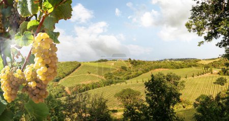 Weinberge mit Weinreben und hügeliger toskanischer Landschaft in der Nähe des Weinguts entlang der Chianti-Weinstraße in der Sommersonne, Toskana