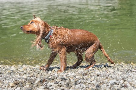 Téléchargez les photos : Humide anglais Cocker Spaniel chien secouant des gouttelettes d'eau après avoir nagé dans la rivière - en image libre de droit