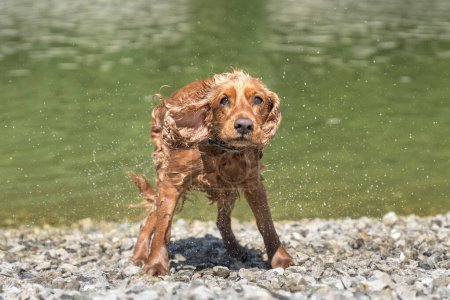 Téléchargez les photos : Humide anglais Cocker Spaniel chien secouant des gouttelettes d'eau après avoir nagé dans la rivière - en image libre de droit