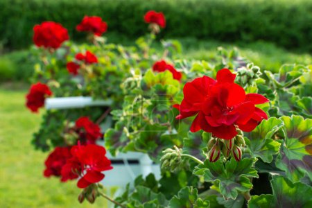 Foto de Flor decorativa jardín de verano flor roja primer plano - Imagen libre de derechos
