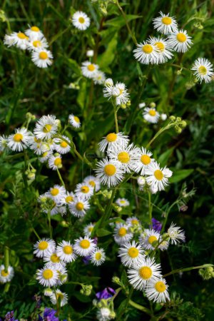 Photo for Small white chamomile. wildflowers. chamomile meadow - Royalty Free Image