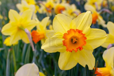 Foto de Narciso amarillo. prado con narcisos florecientes - Imagen libre de derechos