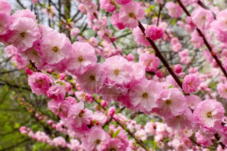 Téléchargez les photos : Une branche de sakura rose dans un jardin de cerisiers en fleurs - en image libre de droit