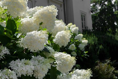 Foto de Planta de floración blanca Hydrangea paniculata Phantom - Imagen libre de derechos