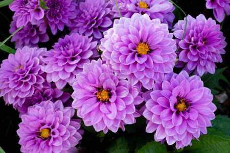 Foto de Brotes de flores púrpuras Dahlia pinnata. dalia jardín - Imagen libre de derechos