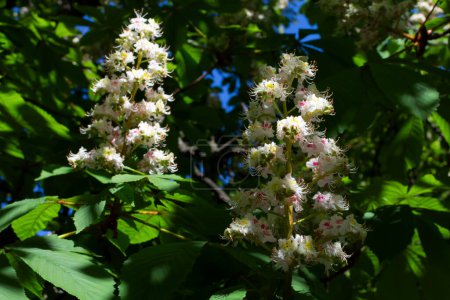 white chestnut blossoms on a green tree