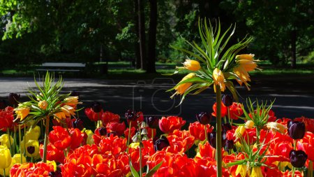 flowering plant Fritillaria imperialis on the background of red tulips