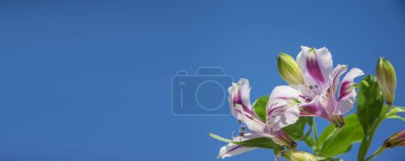 Téléchargez les photos : Alstroemeria. Fleurs roses contre le ciel bleu, gros plan avec espace de copie. Ombres dures, floues. Fond horizontal pour bannières, félicitations, présentations. - en image libre de droit