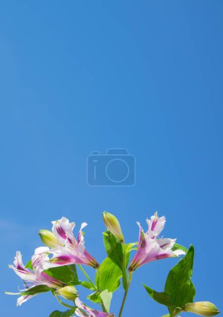 Téléchargez les photos : Doux Alstroemeria fleurs, contre un ciel bleu, copier l'espace sur le pour votre texte. Une composition festive délicate. Fond vertical pour une carte de vœux. - en image libre de droit