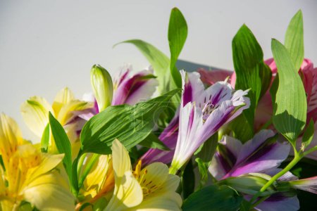 Téléchargez les photos : Alstroemeria fleurs. Fond floral flou avec mise au point sélective. Une composition festive délicate - en image libre de droit