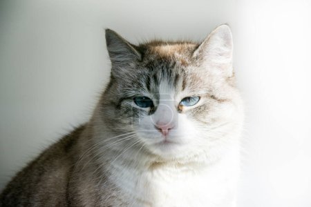 Photo for Gray cat with blue eyes. Beautiful cat with blue eyes isolated on white background. Neva Masquerade Cat - Royalty Free Image