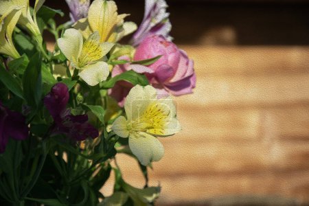 Téléchargez les photos : Alstroemeria fleurs contre le mur en bois flou, texture grasse. Arrangement festif délicat. Fond horizontal pour bannières, félicitations, présentations. - en image libre de droit