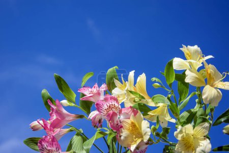 Téléchargez les photos : Arrangement floral avec des fleurs délicates de la ligne péruvienne. Fond grunge léger, endroit pour le texte. - en image libre de droit