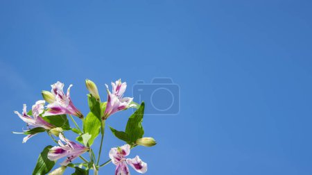 Téléchargez les photos : Ciel bleu sans nuages et délicates fleurs violettes. Contexte idéal pour les invitations, les certificats de visite, les cartes postales. - en image libre de droit