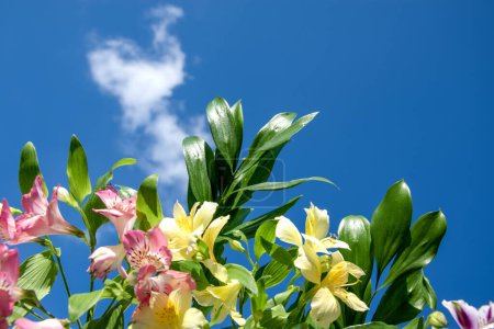 Téléchargez les photos : Fleurs de lys inca dans la nature. Un ciel trouble et nuageux. Paysage d'été. - en image libre de droit