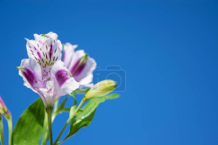 Téléchargez les photos : Fleur panachée violet-blanc du lis inca contre le ciel. Espace pour le texte. Fleur mystique. - en image libre de droit