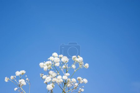 Foto de Flores de aliento delicado bebé blanco en un cielo telón de fondo - Imagen libre de derechos