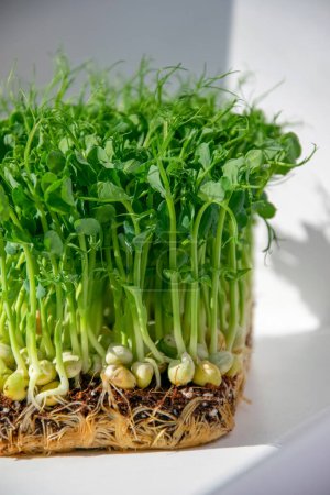 Photo for Oganic pea seed germination. Green pea sprouts ready for seedling. - Royalty Free Image