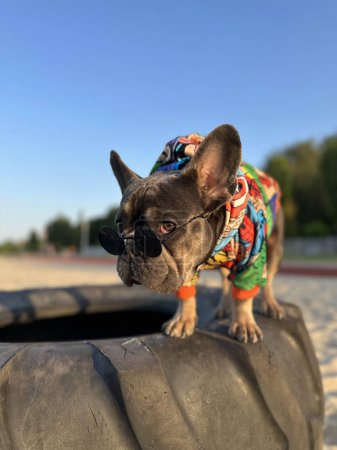 Dog in sunglasses and bright jacket on a walk French bulldog on a blurred background of spring nature and blue sky. Funny pets on a walk.