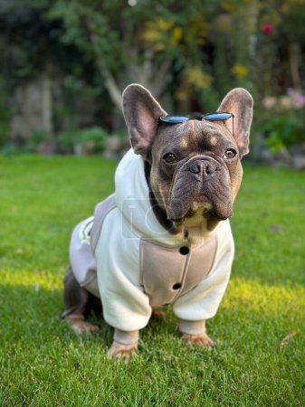 Téléchargez les photos : Bulldog français gris avec des lunettes est assis sur la pelouse. Un chien mâle bien habillé regarde la caméra. Chien à la mode dans un sweat-shirt tendance élégant. Fond flou d'un parc de la ville.Photographie macro. - en image libre de droit