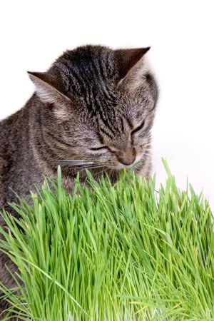 Tabby kot z trawą na białym tle. Pionowe tło reklamy. Młody kot i zielona świeża trawa. Miejsce na tekst.