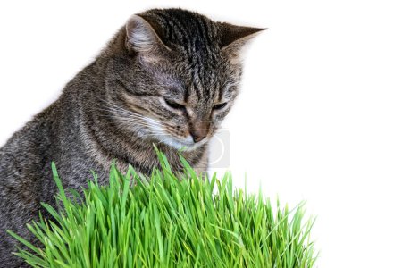 Widok z bliska na twarz dorosłego, szarego kota i zwróć uwagę na świeżą zieloną trawę na białym tle. Europejski kot krystaliczny w pobliżu kiełków pszenicy, owsa i jęczmienia.
