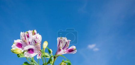 Téléchargez les photos : Fleurs de lilas contre un ciel bleu, gros plan avec de l'espace pour la copie. Contexte horizontal pour la conception de bannières, félicitations, présentations - en image libre de droit