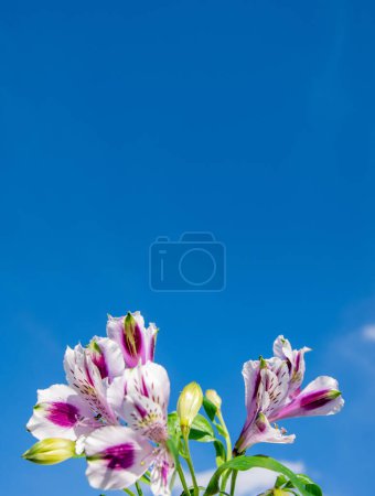 Téléchargez les photos : Délicat bouquet violet contre le ciel. Fond bleu vertical. - en image libre de droit