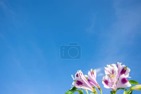 Téléchargez les photos : Ciel bleu d'été et fleurs violettes, avec place pour le texte. Design minimaliste élégant pour félicitations, invitations, couvertures, cartes de visite - en image libre de droit