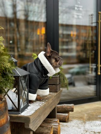 Französische Bulldogge langweilt sich im Wintergarten. Ein schöner modischer Hund. Werbung für Winterkleidung für Tiere.